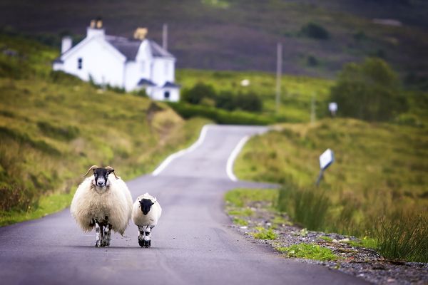 Écosse Sauvage : Des Highlands à l'île de Skye