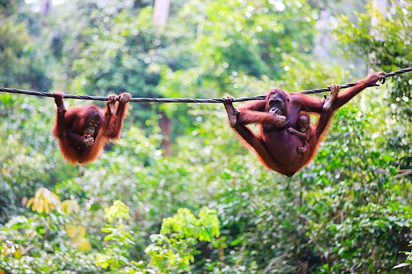 Entre jungle bornéane et douceur balnéaire
