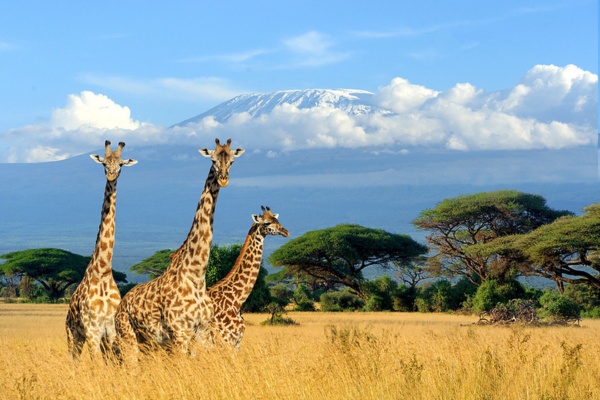 Maasai Mara au jardin d'Éden