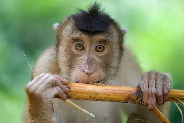 Échappée Malaisienne entre jungle et océan