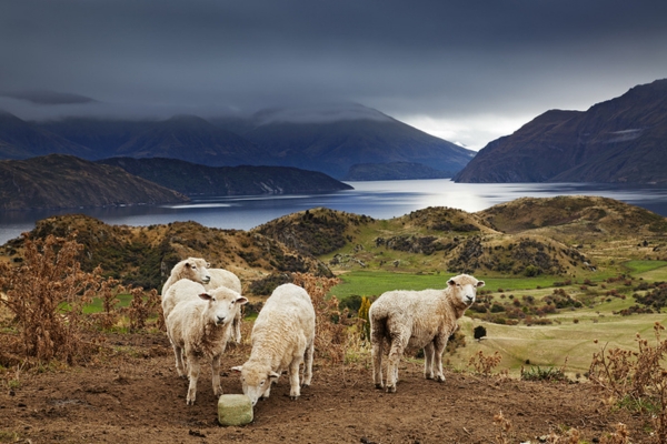 Aotearoa, terre de faune et de fjords