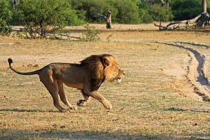 Jour 3 : Premier jour de Game drive au Parc National de Madikwe