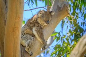 Jour 15 : Dernier jour à Perth