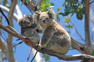 Jour 10 : Départ de Melbourne