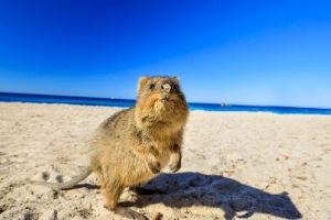 Jour 2 : Excursion à Rottnest Island