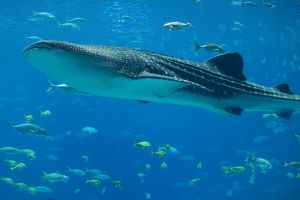 Jour 12 : Rencontre avec les requins-baleines 