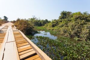 Jour 4 : De Rio de Janeiro à Pantanal en avion (3 h de vol)