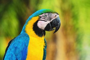 Jour 6 : Immersion au Pantanal