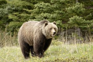Jour 7 : Visite de Jasper et des environs