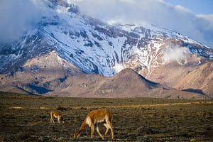 Jour 9 : De Cotopaxi à Quito Airport 