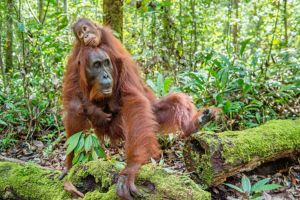 Visite de la fondation des Orangs Outans et vers Penang