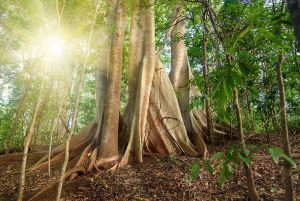 Jour 7 : Safari sur la Rivière Kinabatangan