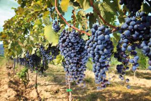 Vignoble et artisanat du Chianti