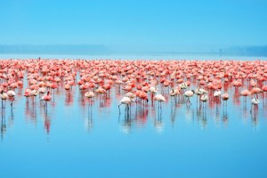 De Maasai Mara à Lake Nakuru (4 h de route)