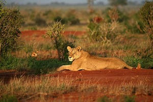 Journée complète à Maasai Mara