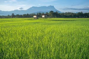 Jour 3 : Journée dans la vallée de Kiulu