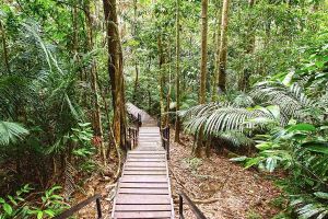 Jour 5 : De Malacca au Parc National de Endau-Rompin
