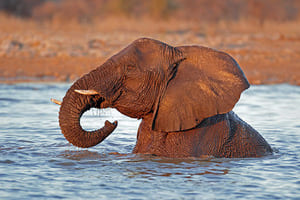 Jour 15 : De Hobatere Concession à Etosha 
