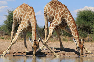 Jour 8 : De Damaraland à Etosha (4 h de route)