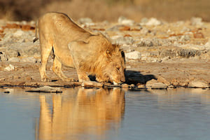 Jour 9 : Safari au Parc National de Etosha