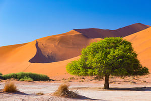 Jour 8 : Exploration du désert du Namib