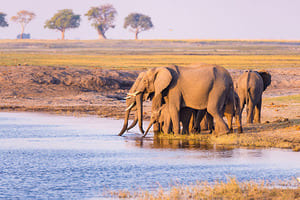 Jour 3 : Safari au Parc National de Etosha