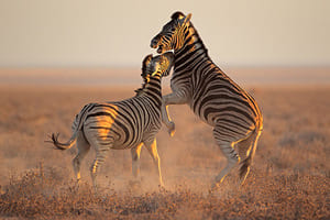 Jour 1 : De Windhoek à Etosha (4 h de route)