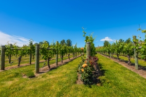 Dégustation de vin sur l'île de Waiheke