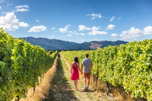 Tour des vignobles
