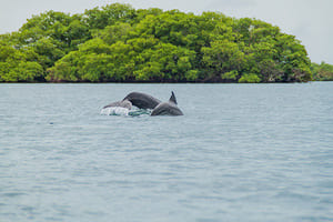 Jour 14 : Visite de Isla Bastimentos