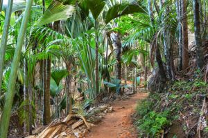 Vallée de Mai et Anse Lazio