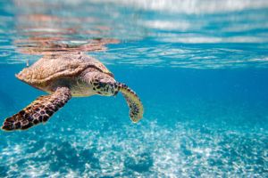 Nage avec les tortues marines
