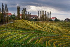 Vignobles de Styrie & Ptuj